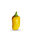 20 graines de Tabasco Jaune