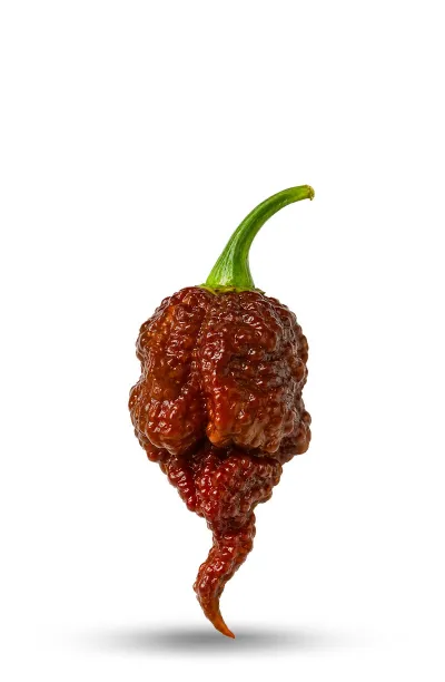 20 Carolina Reaper Caramel Pepper Seeds - La Sauce Piquante
