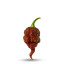 20 Graines de piment Carolina Reaper caramel pour apporter du piquant extrême à vos plats !