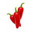 20 graines de piment Jalapeno Early