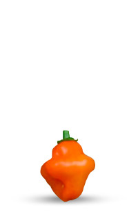 découvrez le piment extreme Habanero Craig