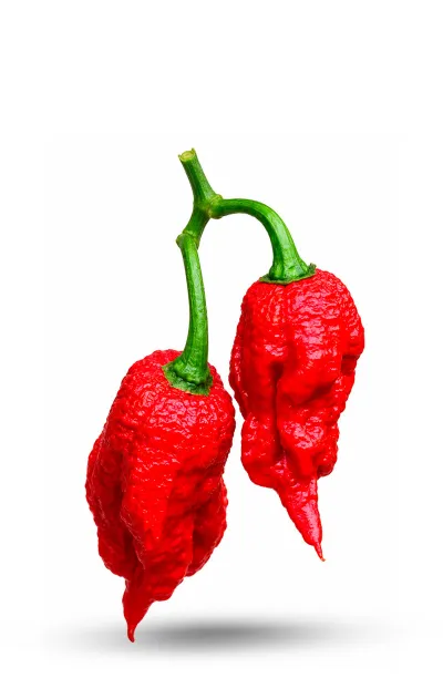 piments extrêmes Big Bang Choco
