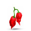 20 Big Bang Choco chili pepper seeds - La Sauce Piquante
