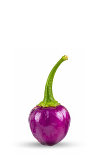 piment violet comestible achat en ligne