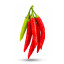 Graines de piment Bolivien Birgits Locoto