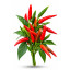 Plantez du piment Sichuan chez vous et profitez de ses délicieuses saveurs