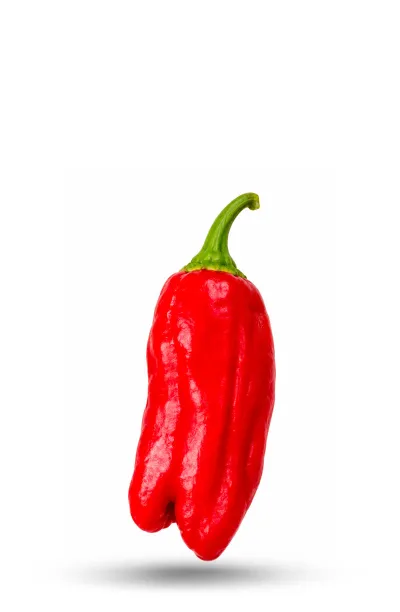 Des graines de piments Grecs Stavro un régal pour les papilles !