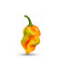 Piment Sumatra vendu en sachet de 20 graines