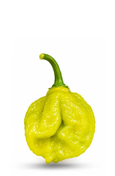 Piment Senega : originaire d'Afrique de l'Ouest