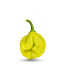 Piment Senega : originaire d'Afrique de l'Ouest