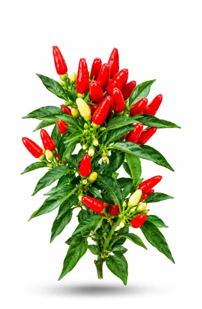 Piment bisous de feu vendu par sachet de 20 graines