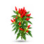 Piment bisous de feu vendu par sachet de 20 graines